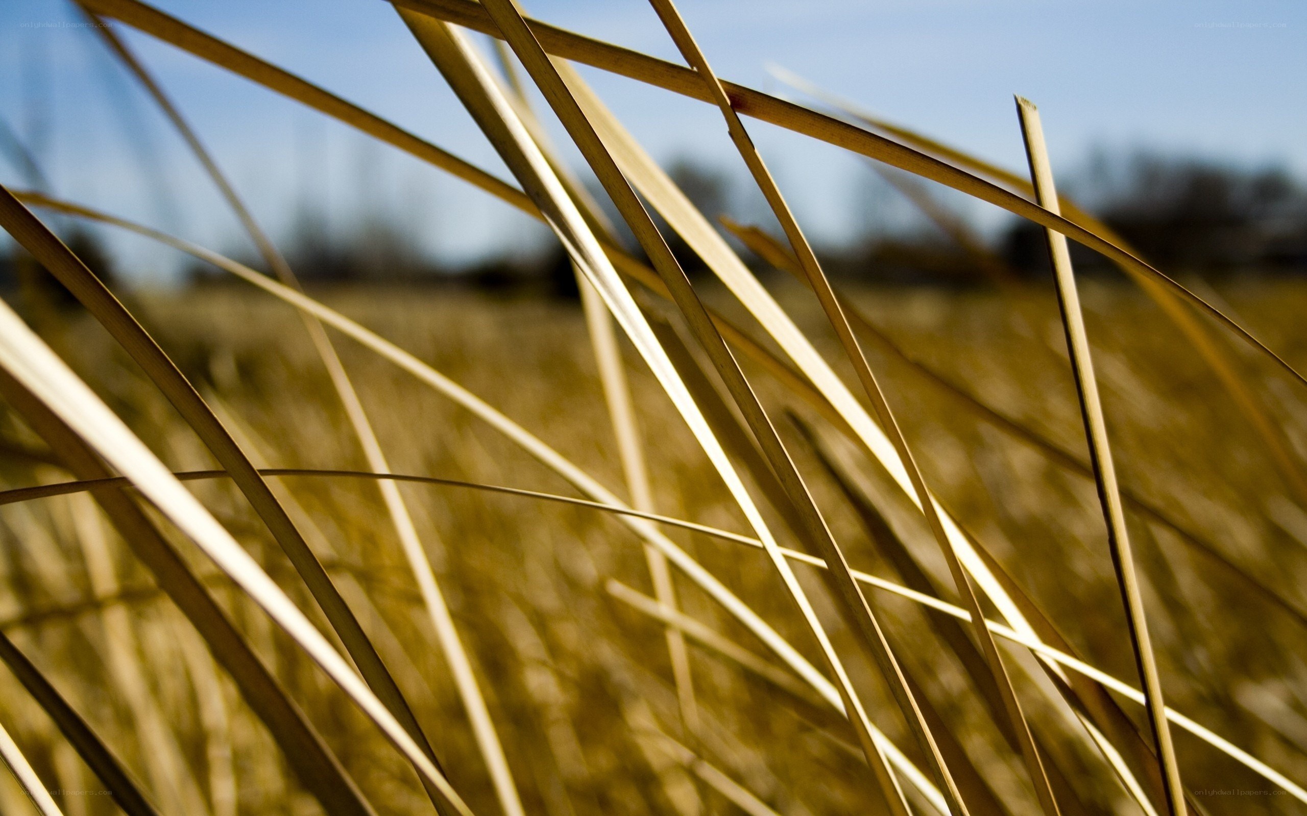 Sunlit grass blades in field