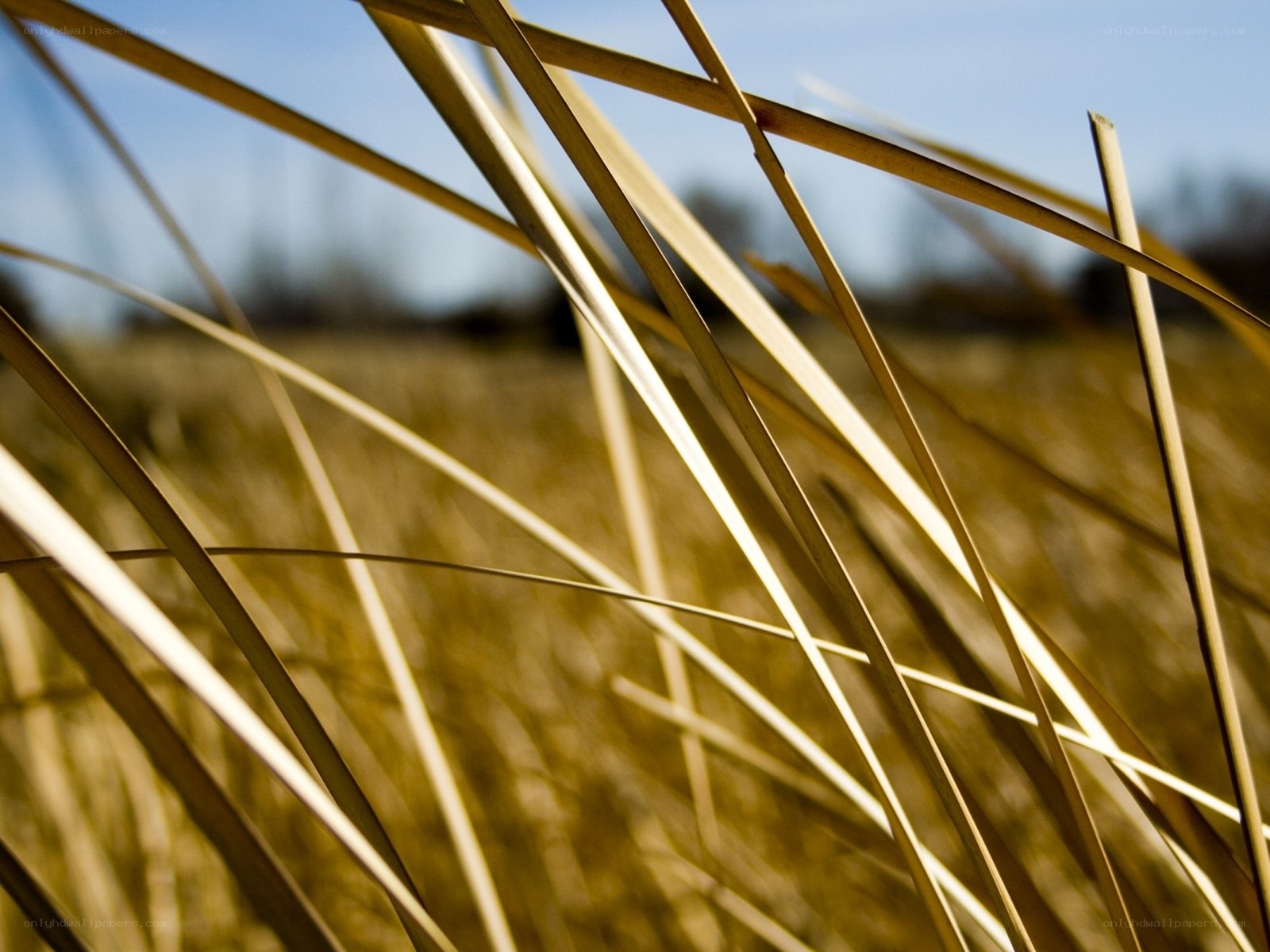 Sunlit grass blades in field