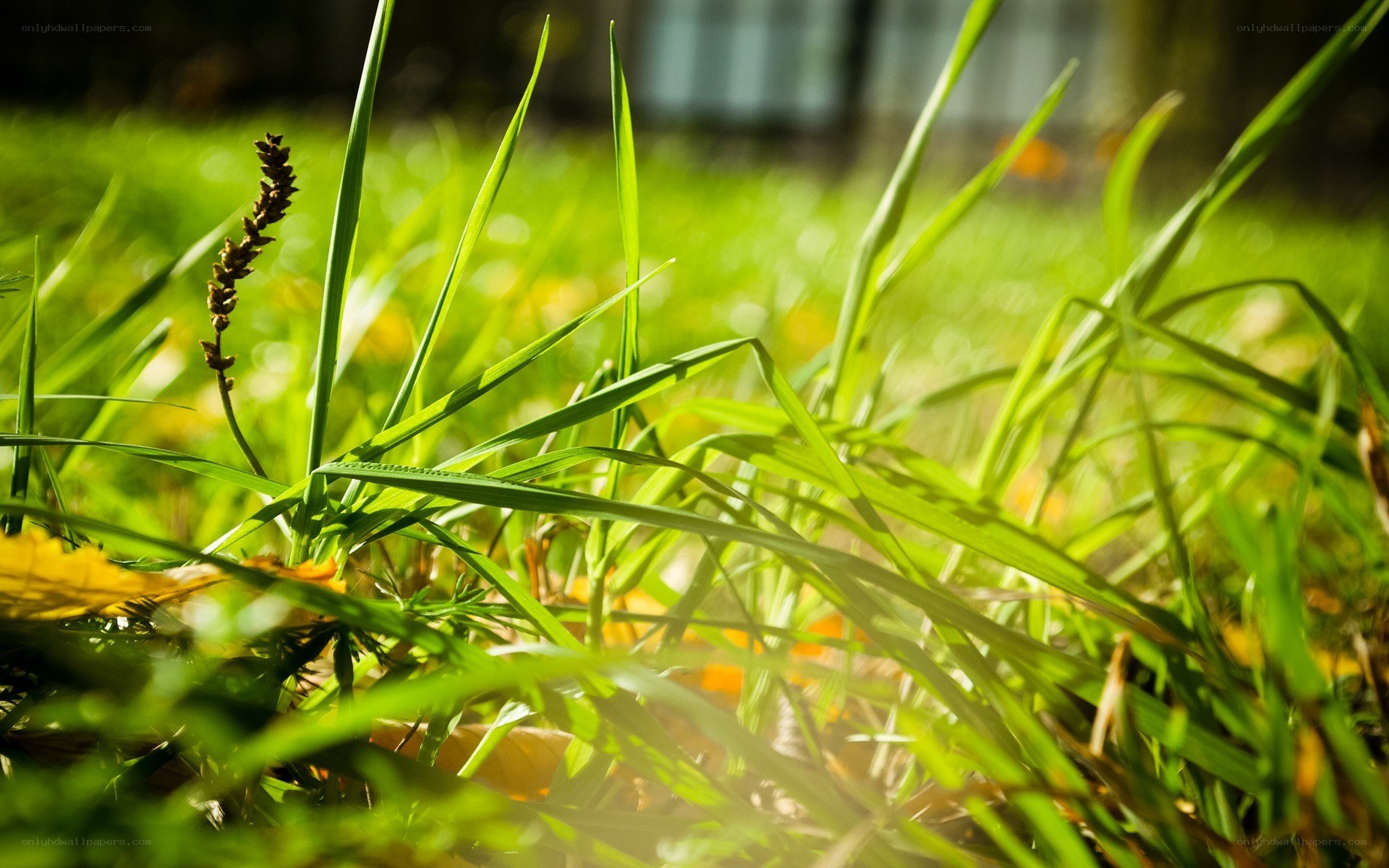 Sunlit grass blades in focus