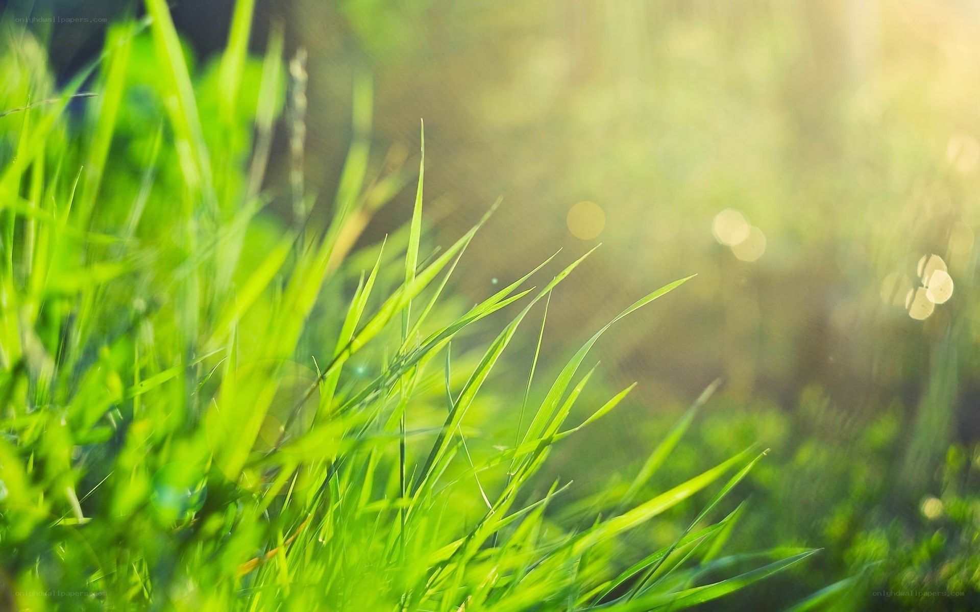 Sunlit grass blades in focus