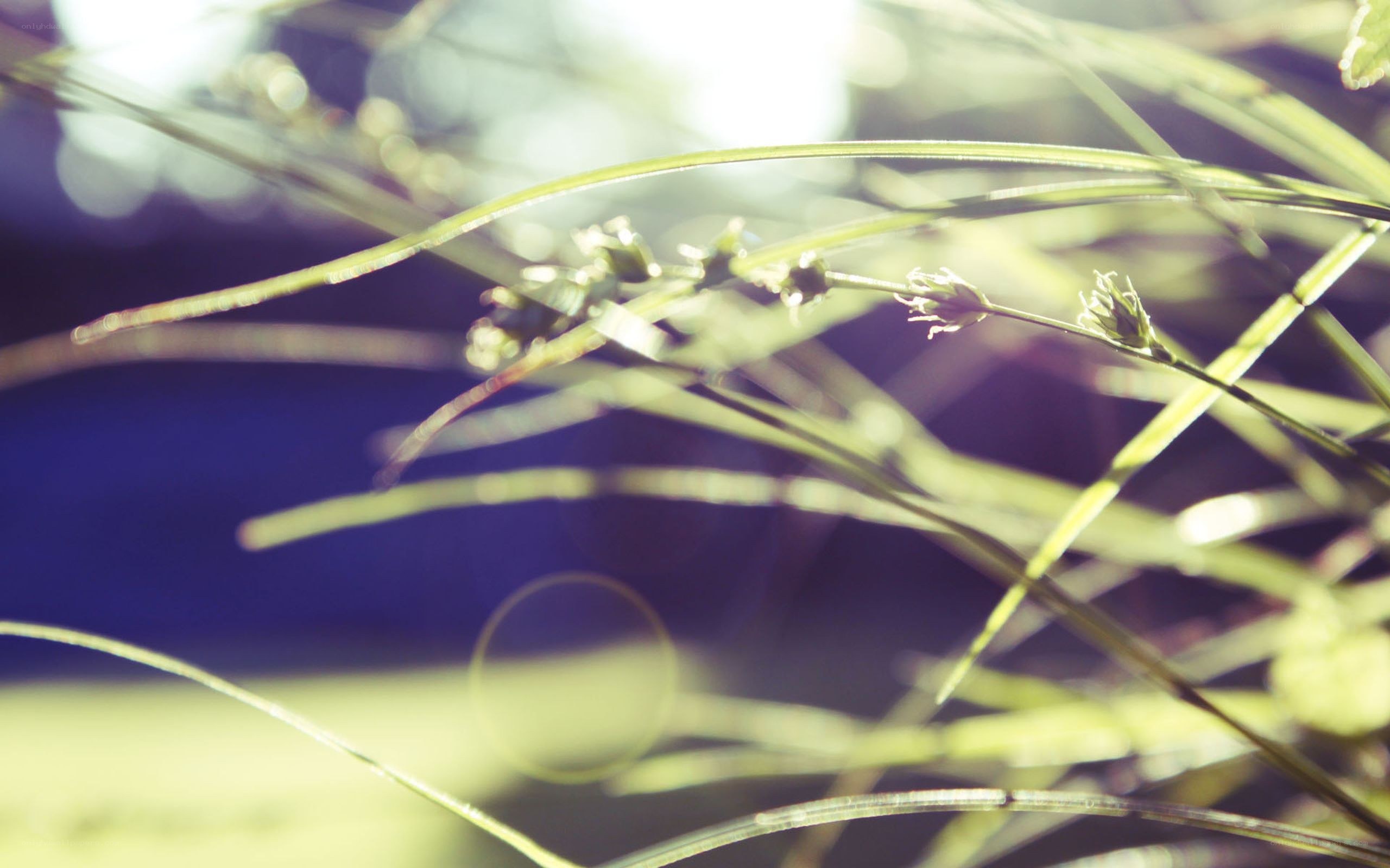 Sunlit grass blades in focus