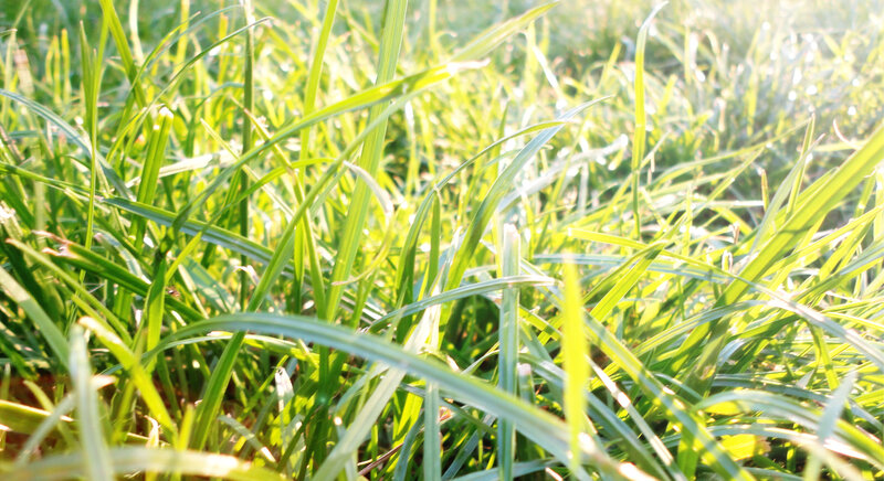Sunlit grass blades in morning light