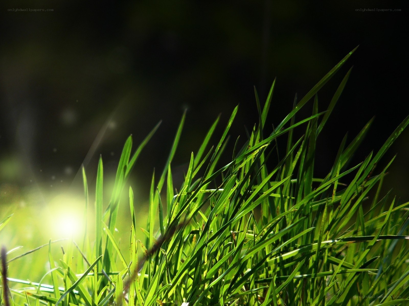 Sunlit grass blades