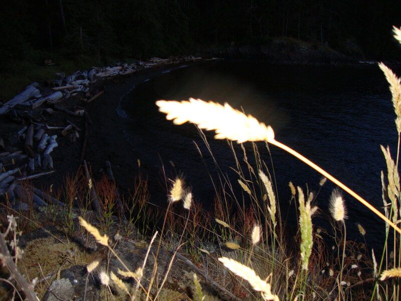 Sunlit Grass by Water