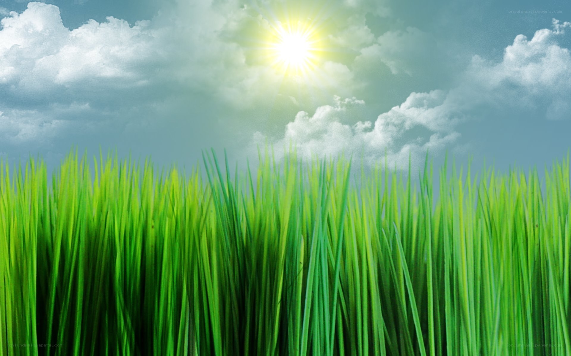 Sunlit grass field