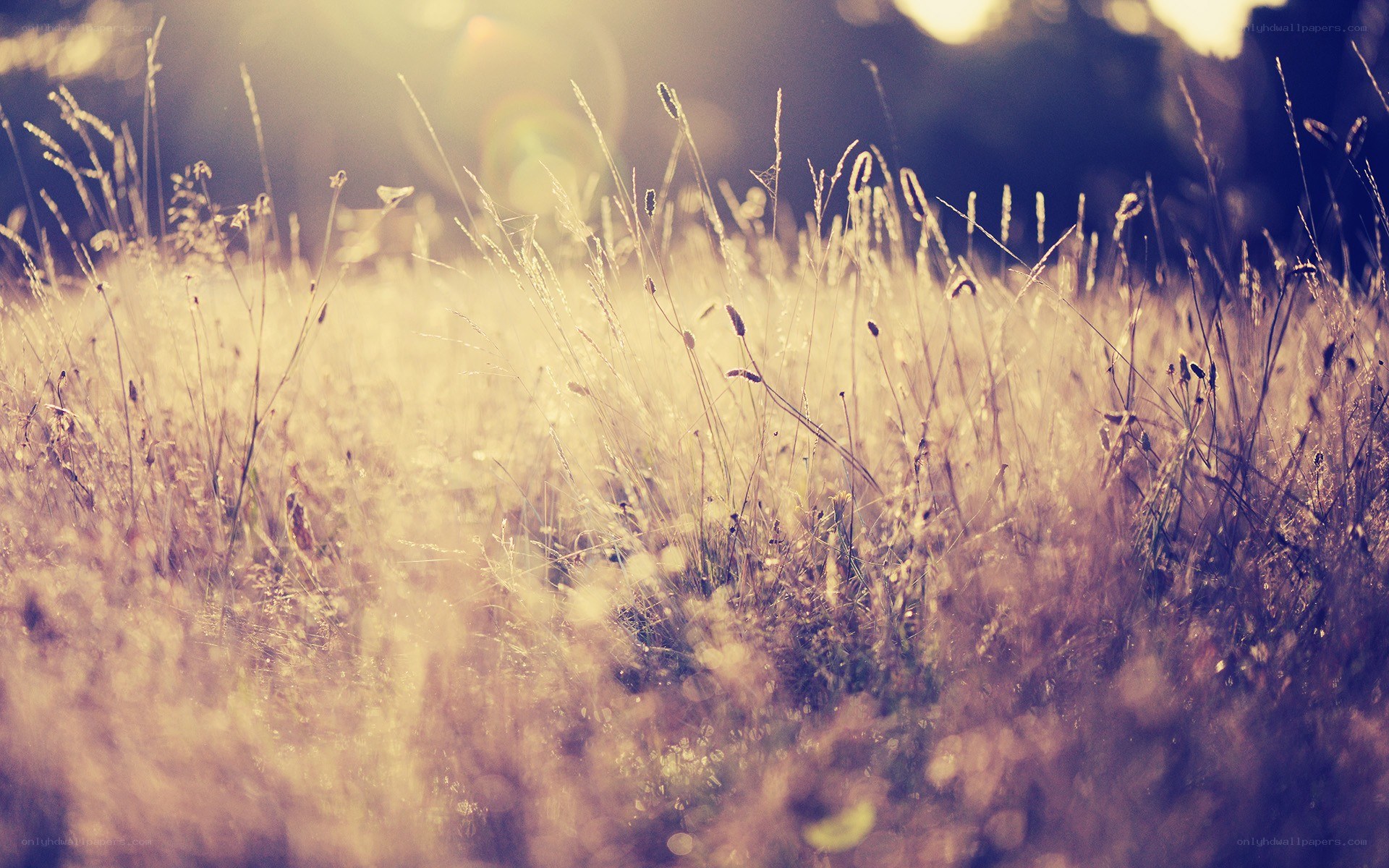 Sunlit grass field