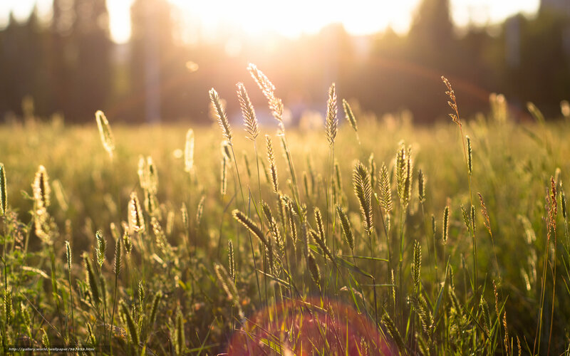 Sunlit grass field at sunset