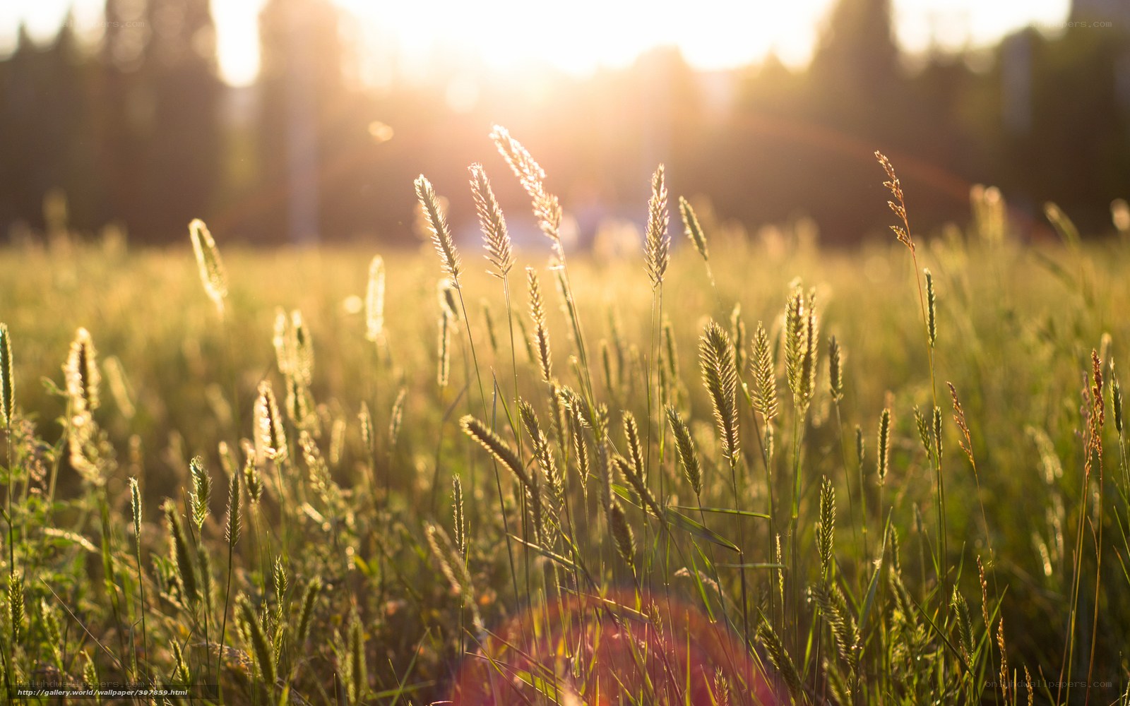Sunlit grass field at sunset