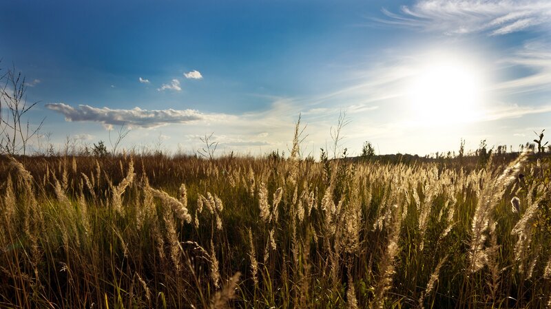 Sunlit grass field at sunset