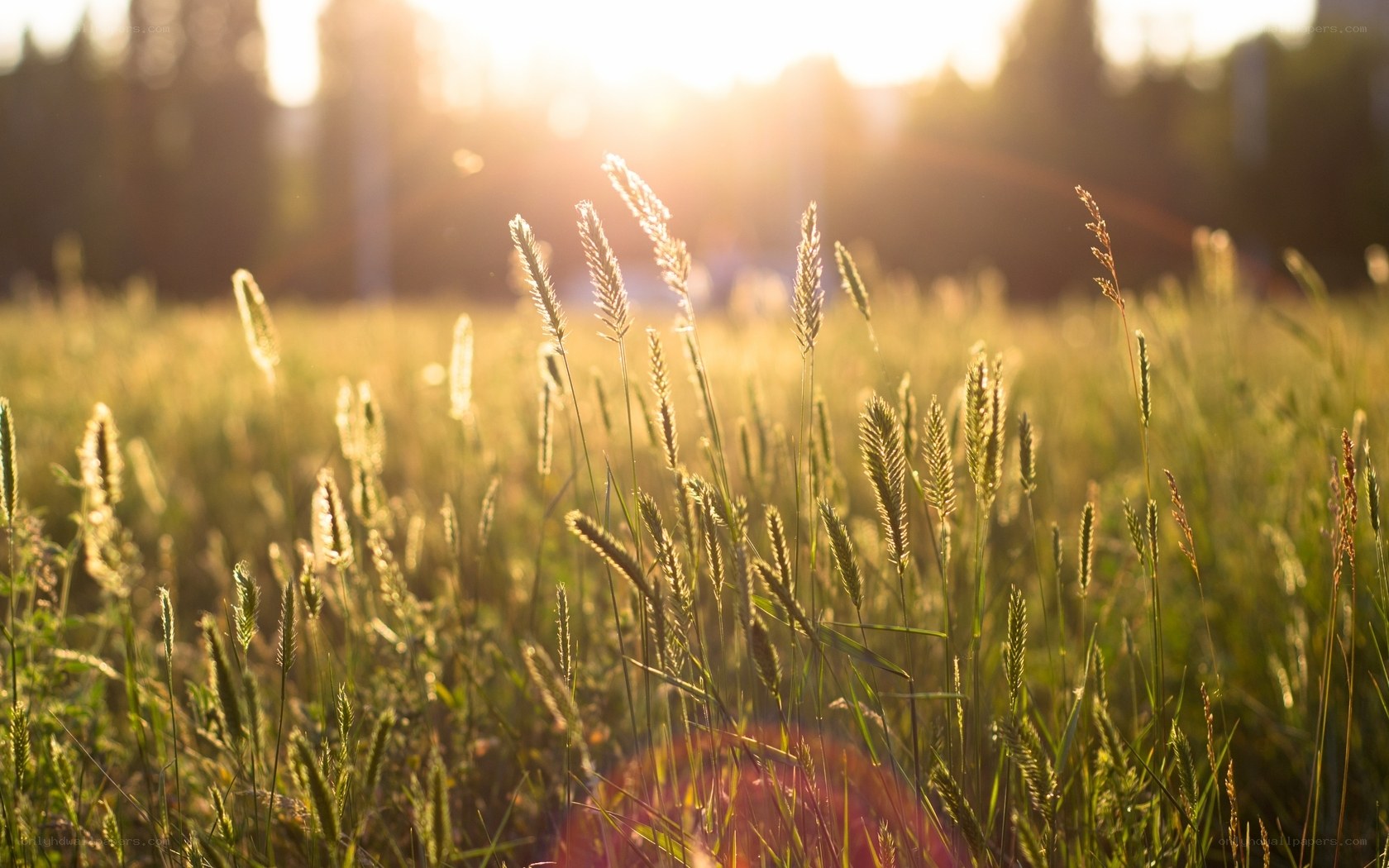 Sunlit grass field at sunset