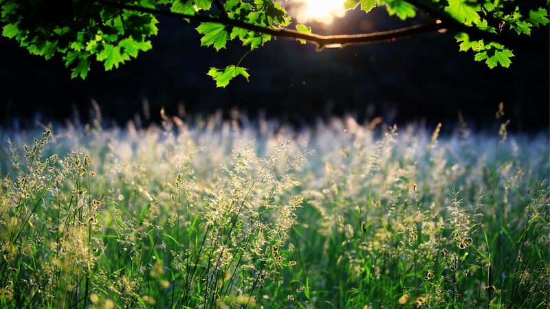 Sunlit Grass Field — Green, Serene