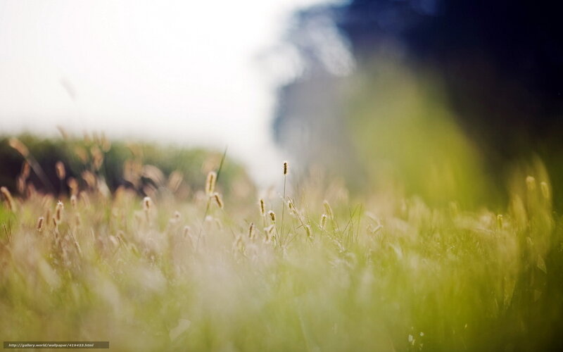 Sunlit grass field