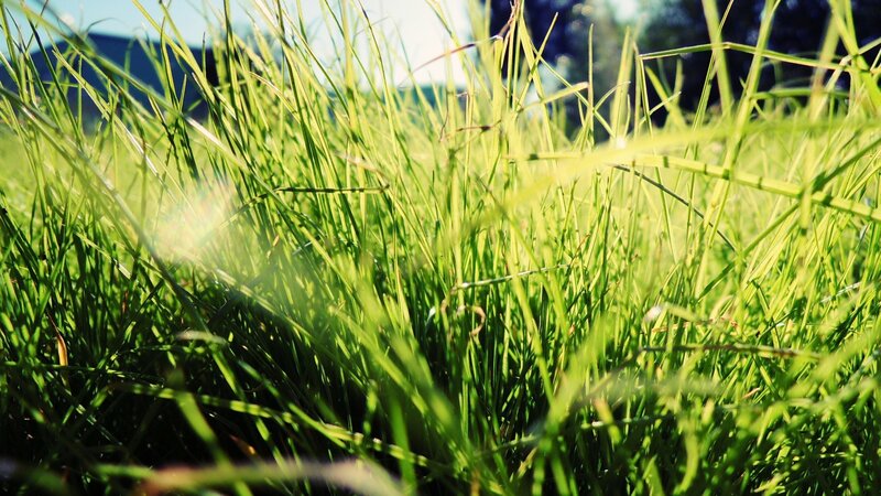 Sunlit grass in a field