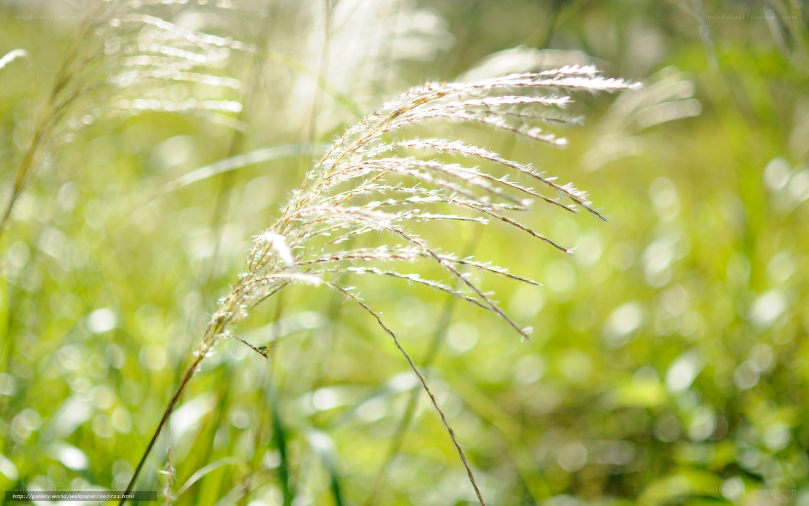 Sunlit grass in a field