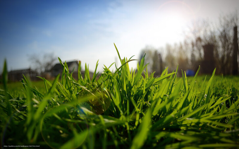Sunlit grass in a field