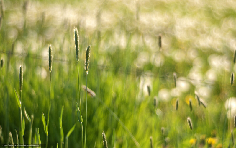 Sunlit grass in a field