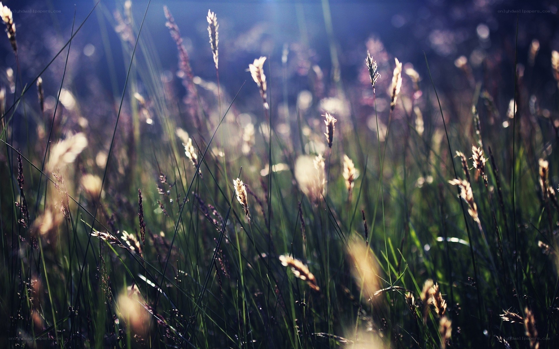Sunlit grass in a field