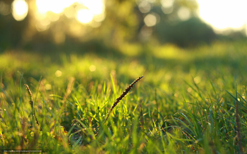 Sunlit grass in a field