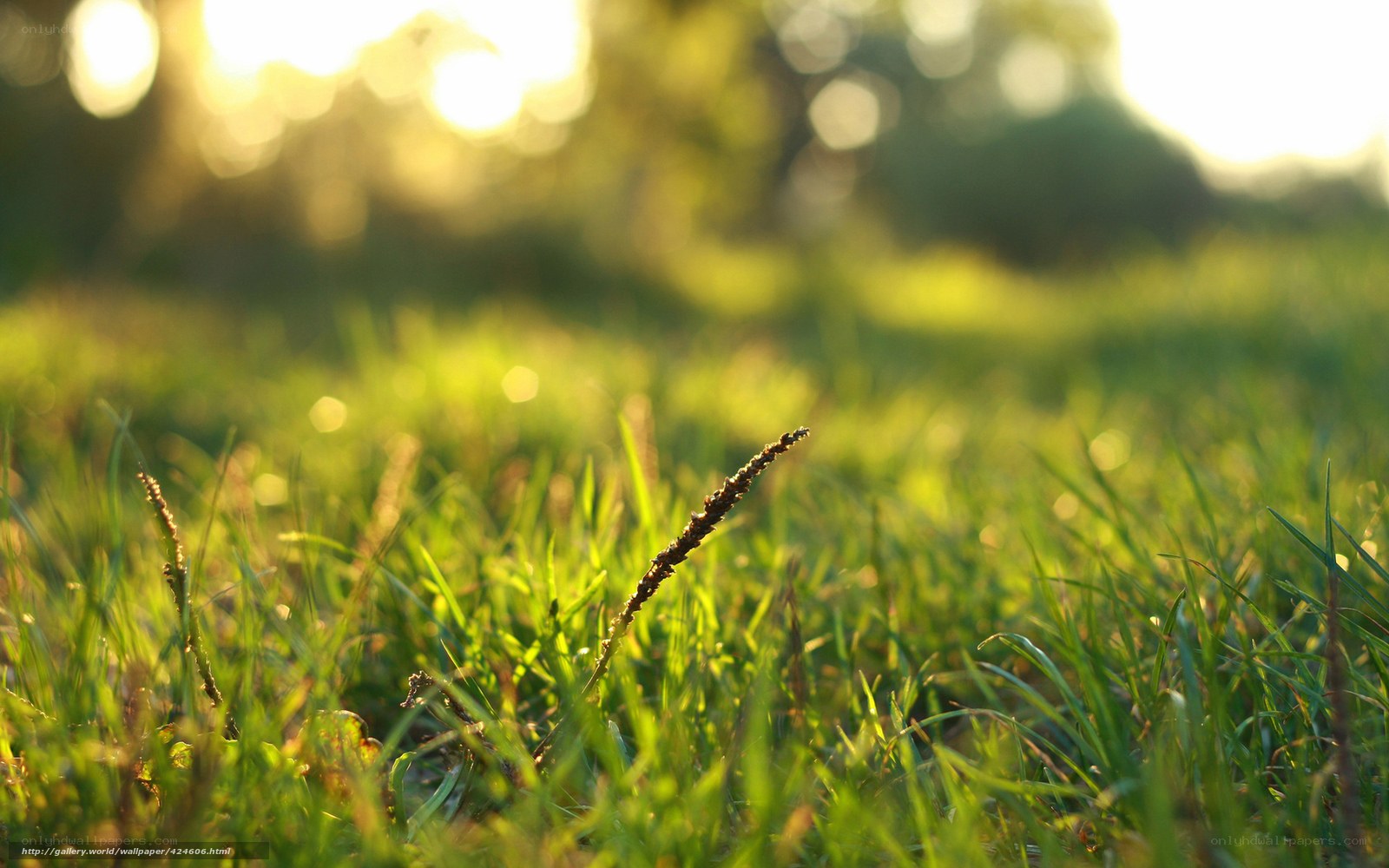Sunlit grass in a field