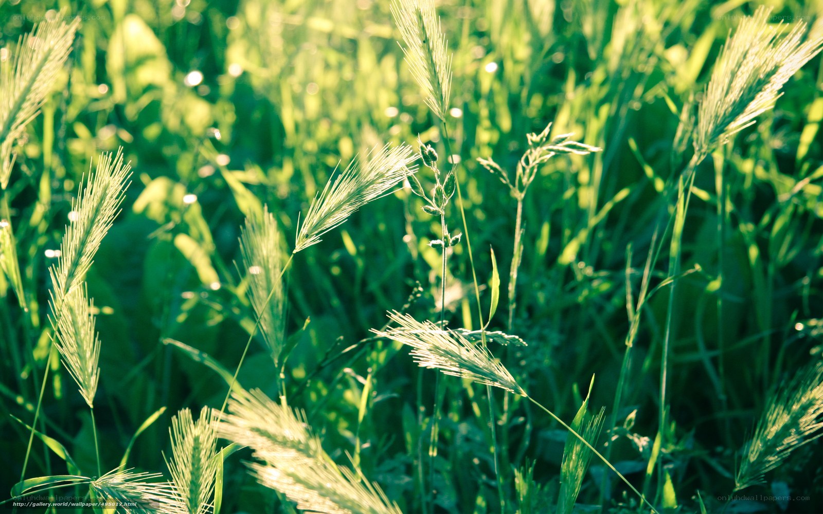 Sunlit grass in a field