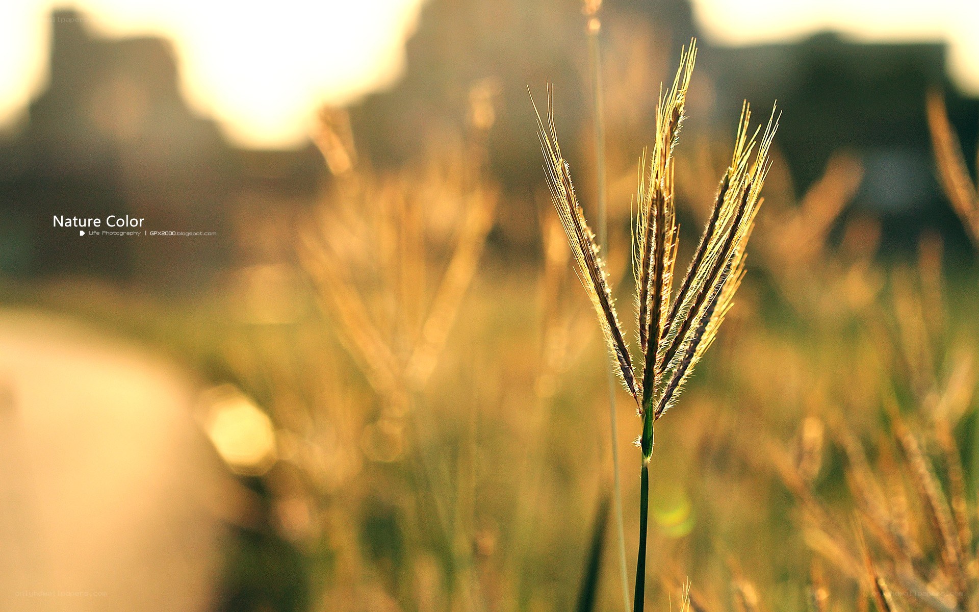 Sunlit grass in a field