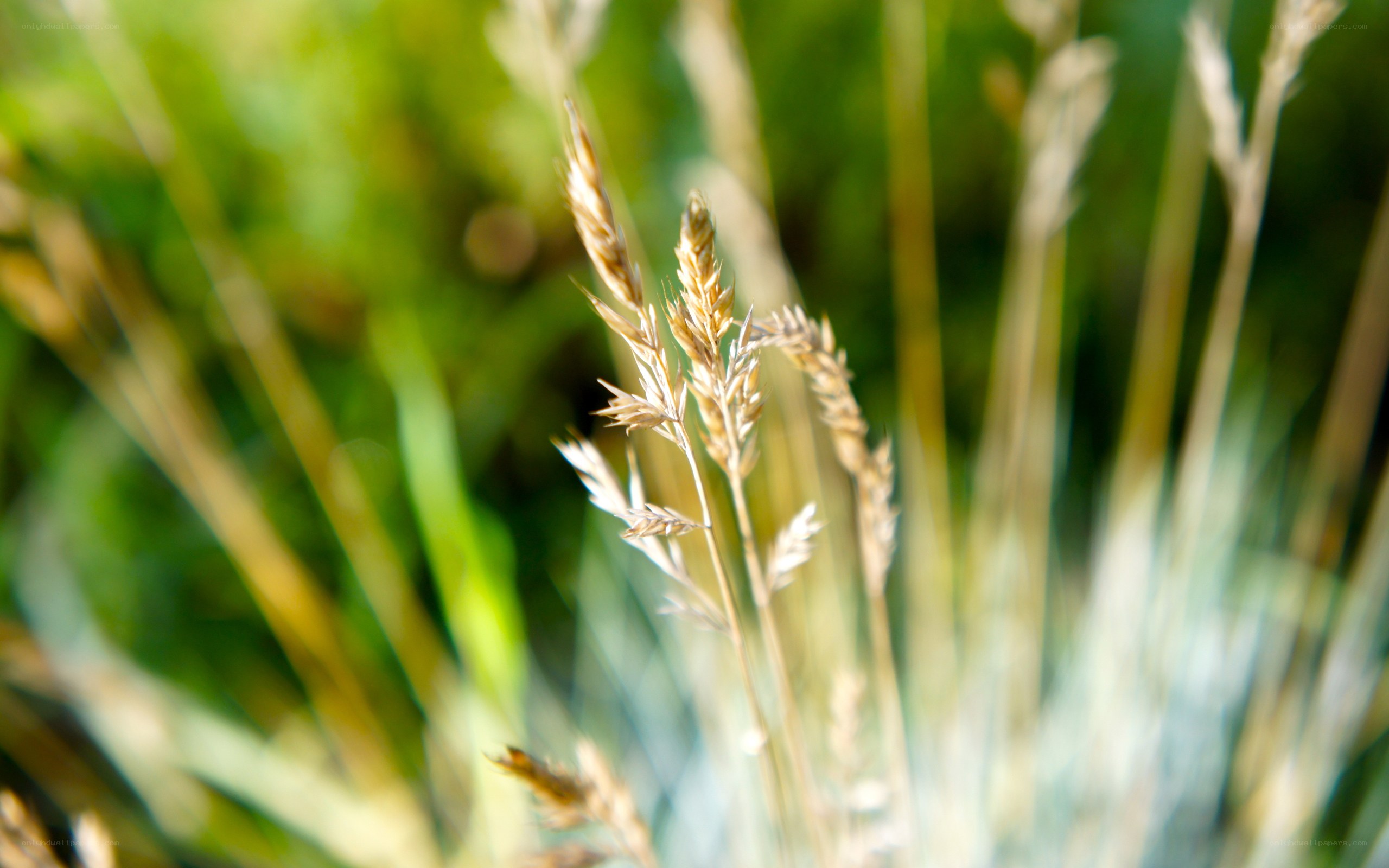 Sunlit grass in a field