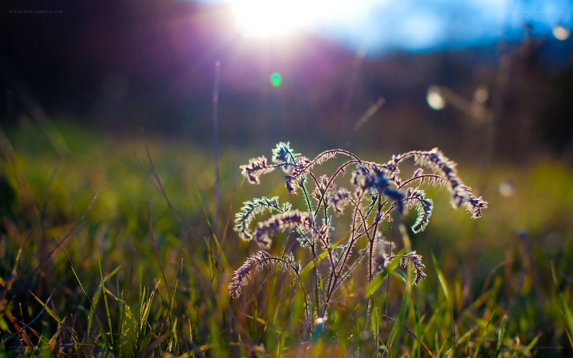 Sunlit grass in a field