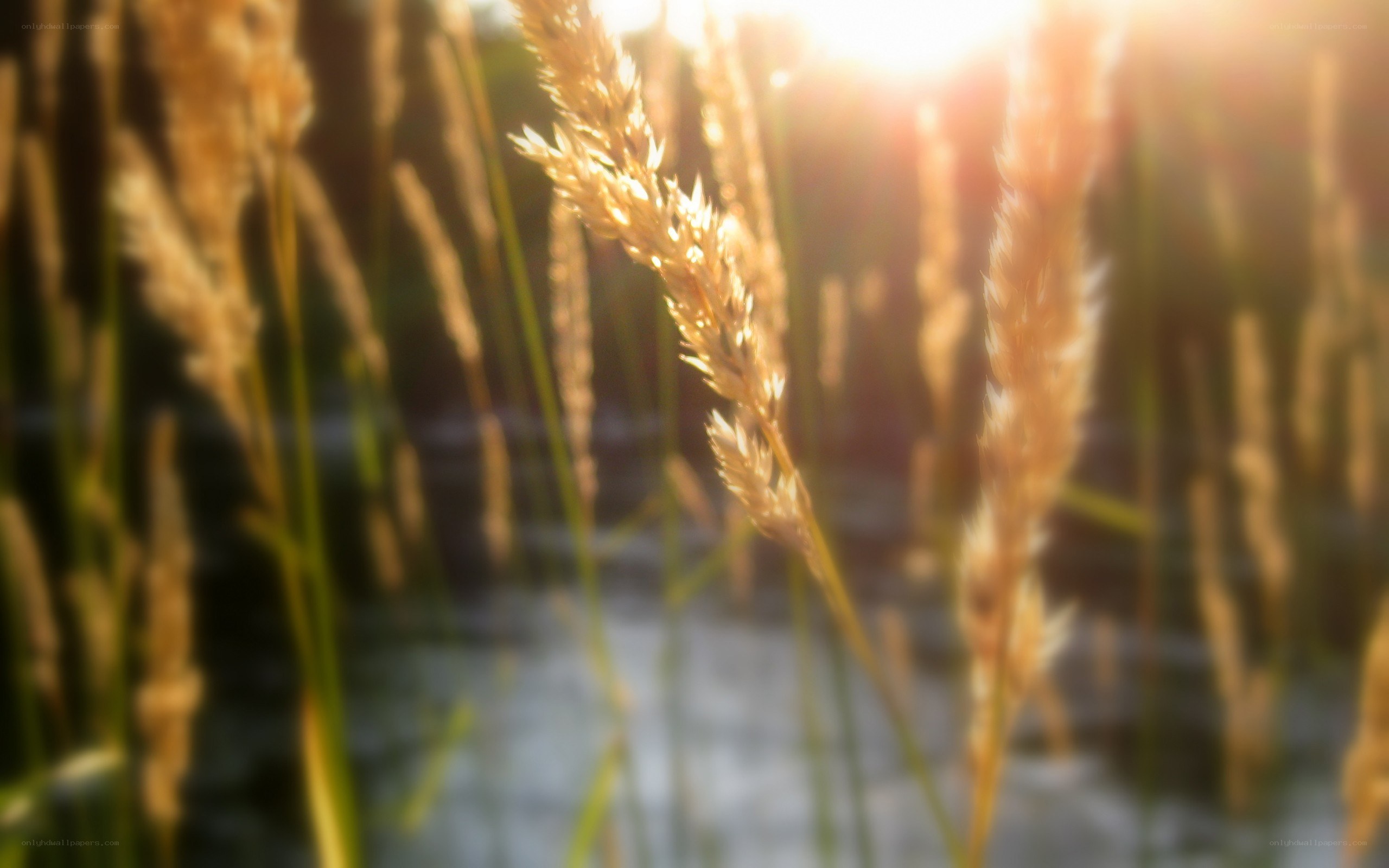 Sunlit grass in a field