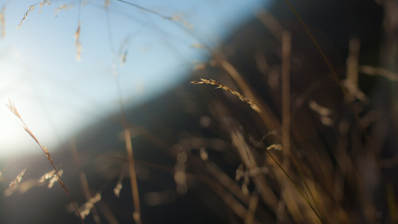 Sunlit grass in a field