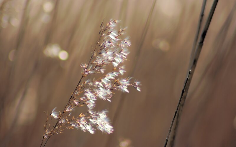 Sunlit grass in a field
