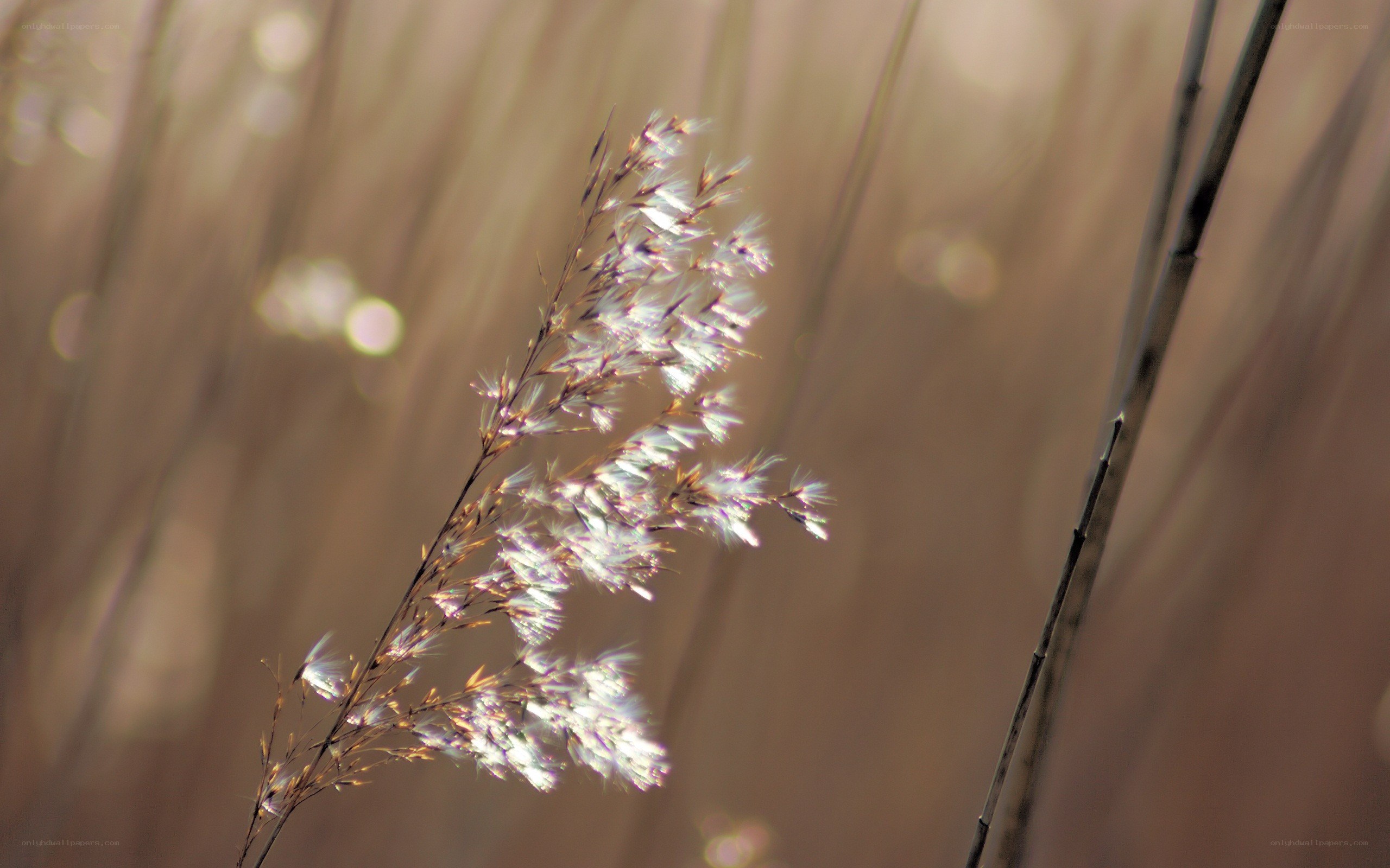 Sunlit grass in a field