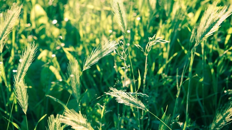 Sunlit grass in a field