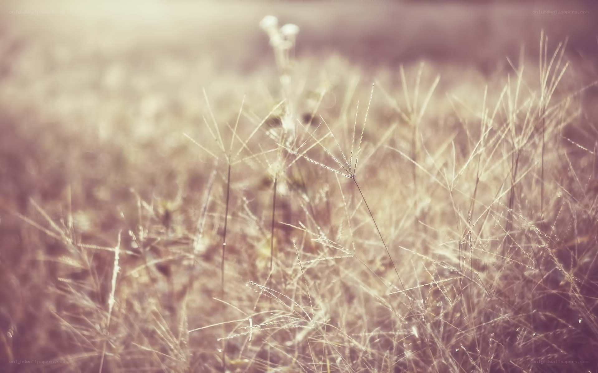 Sunlit grass in a field