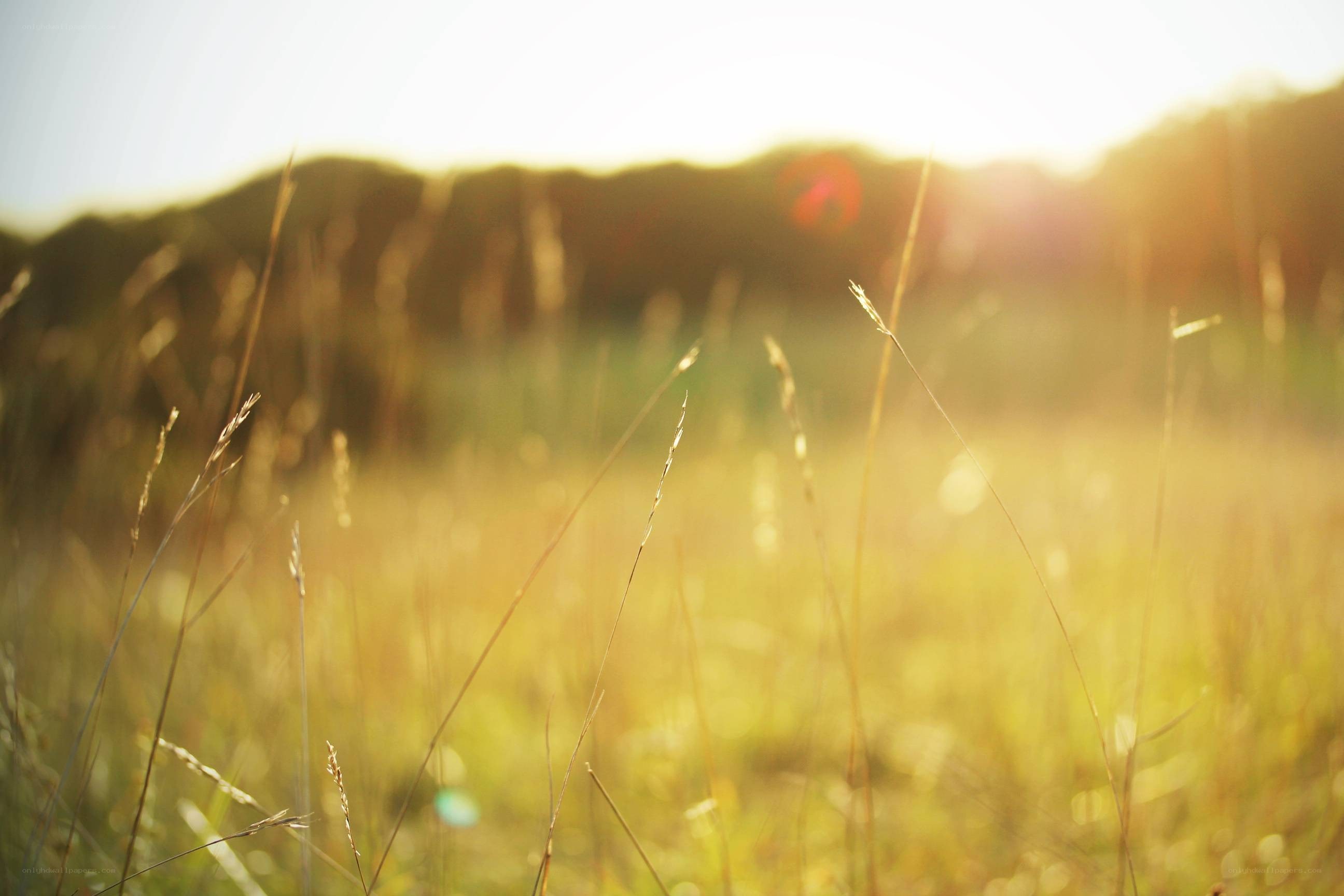 Sunlit grass in a field
