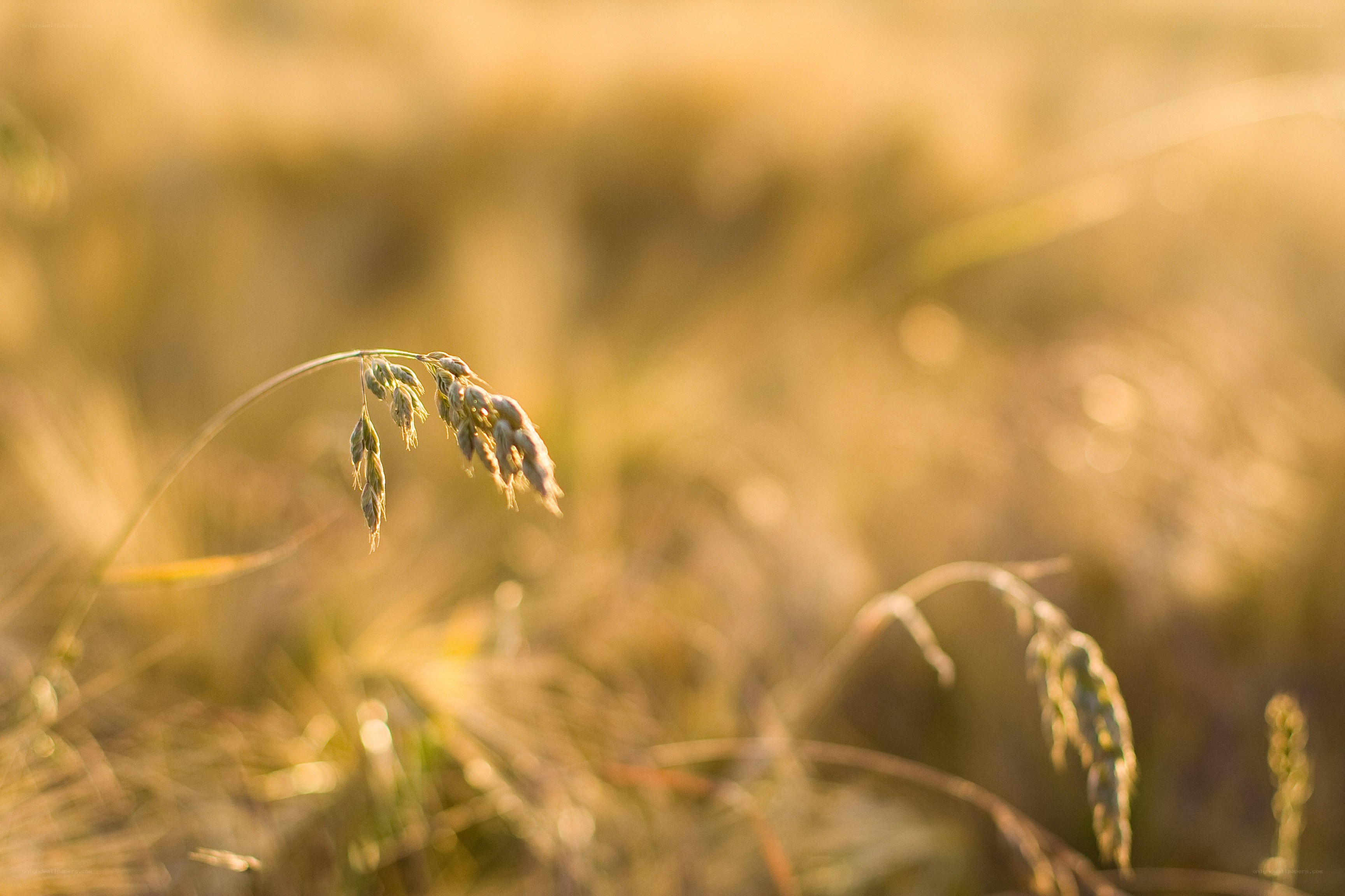 Sunlit grass in a field