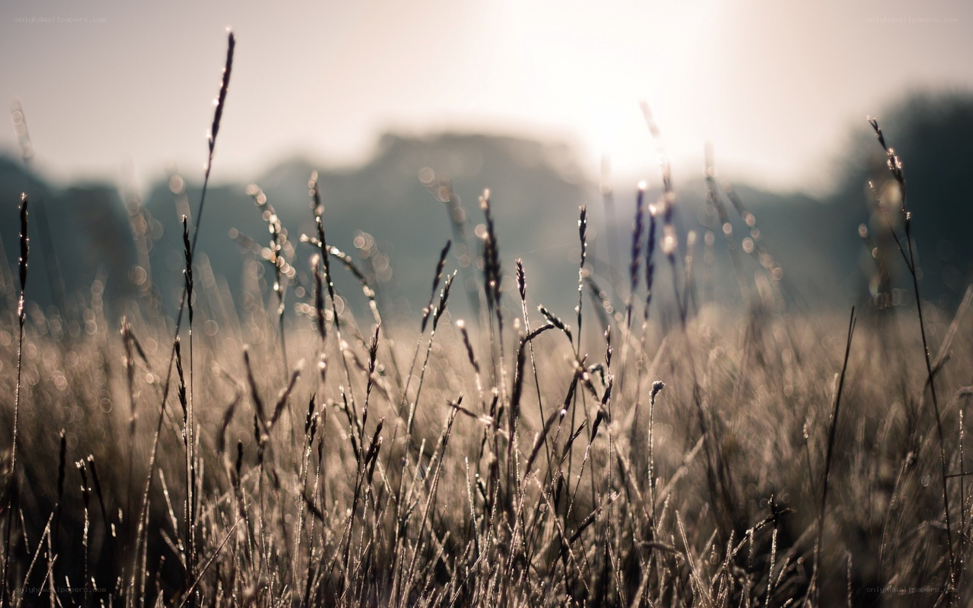 sunlit grass in a field