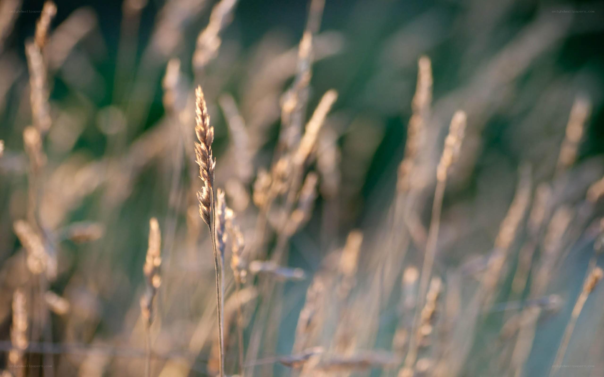 Sunlit grass in a field