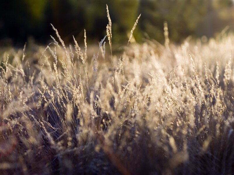 Sunlit grass in a field