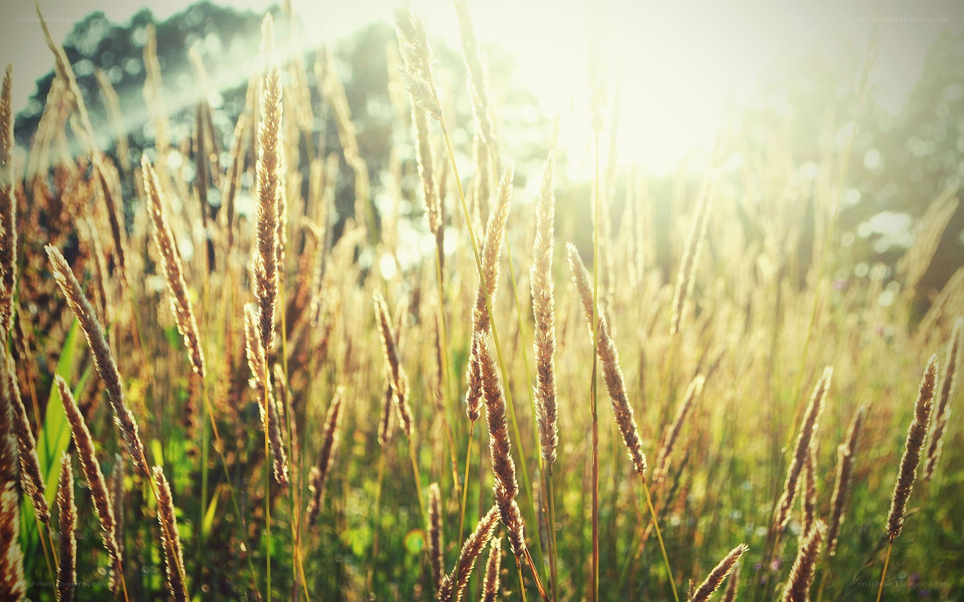 Sunlit grass in a field