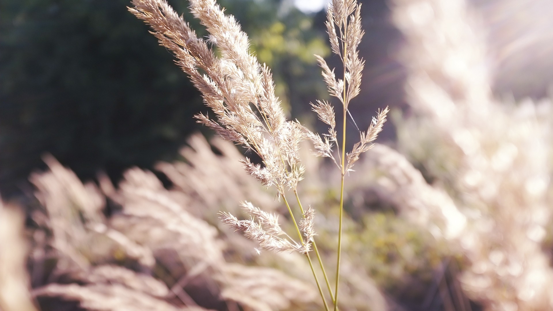Sunlit grass in a field
