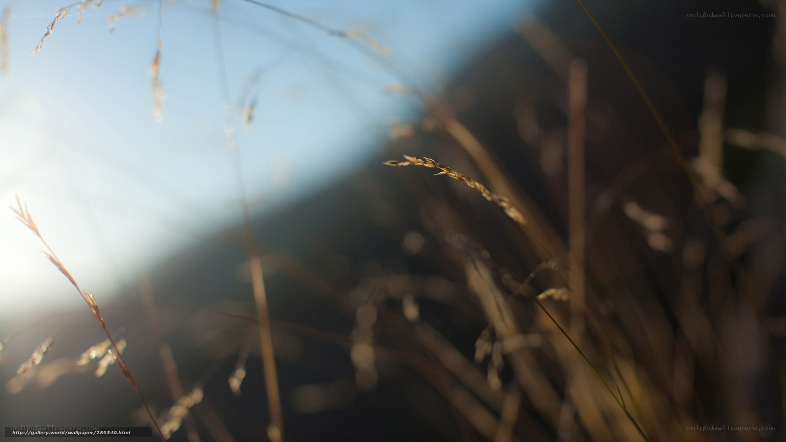 Sunlit grass in a field