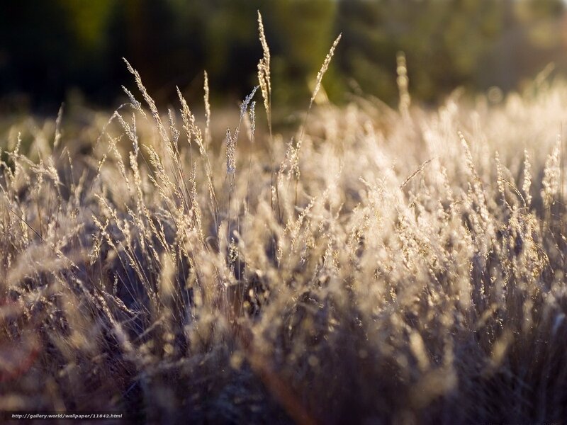 Sunlit grass in a field