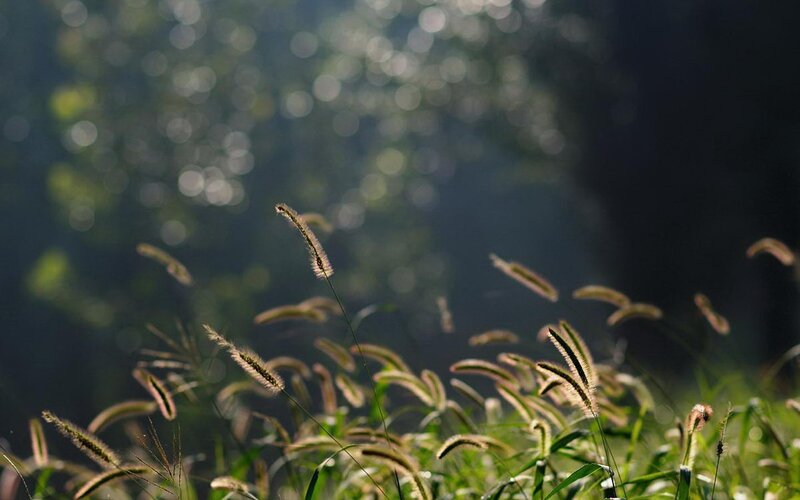 Sunlit grass in a forest