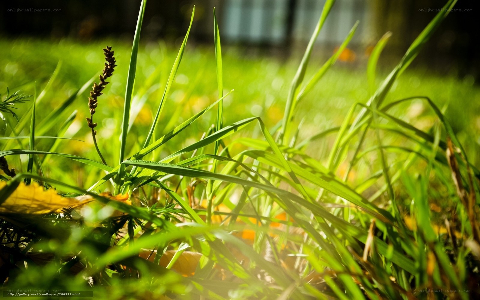 Sunlit grass in a garden