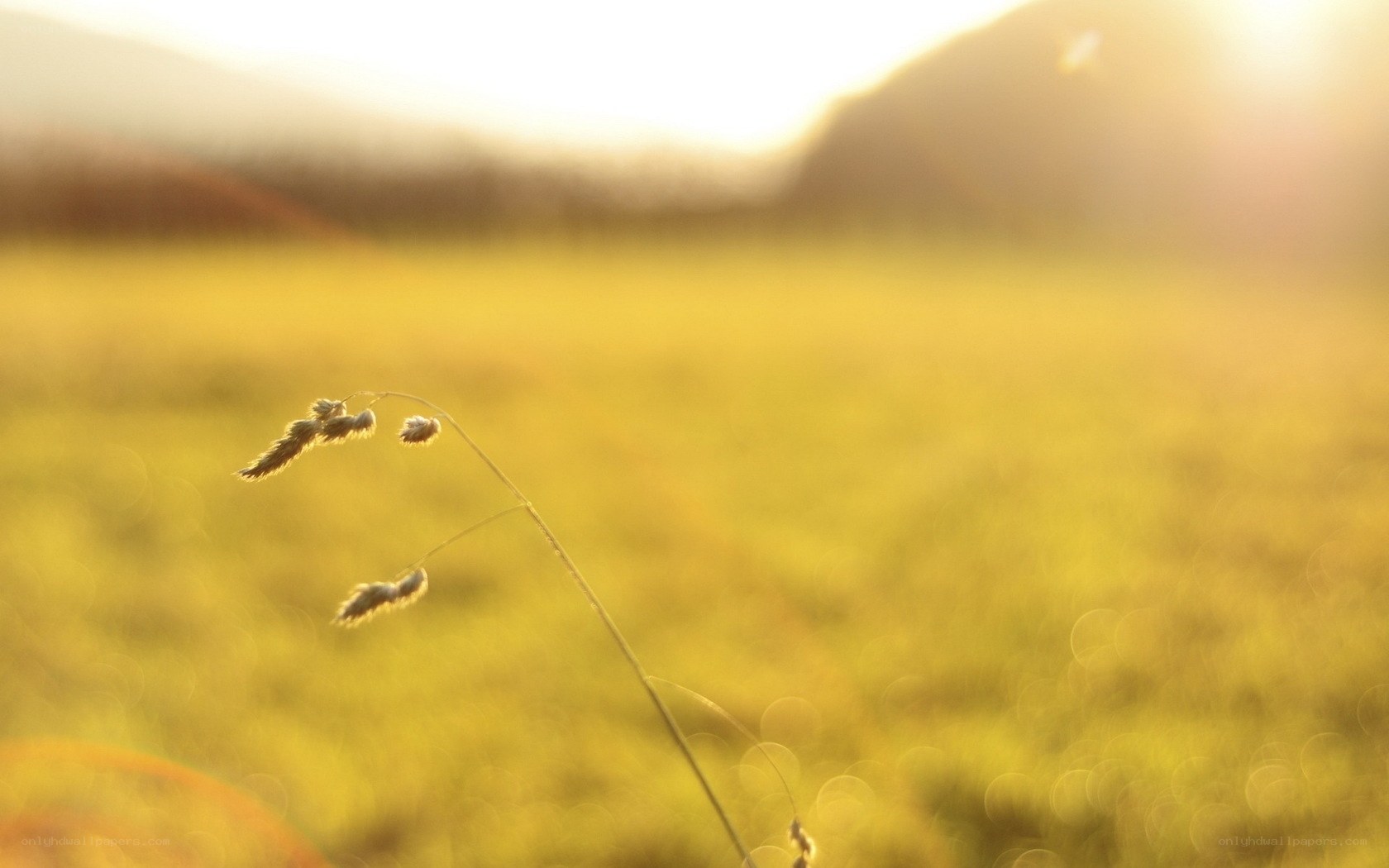 Sunlit grass in a golden field