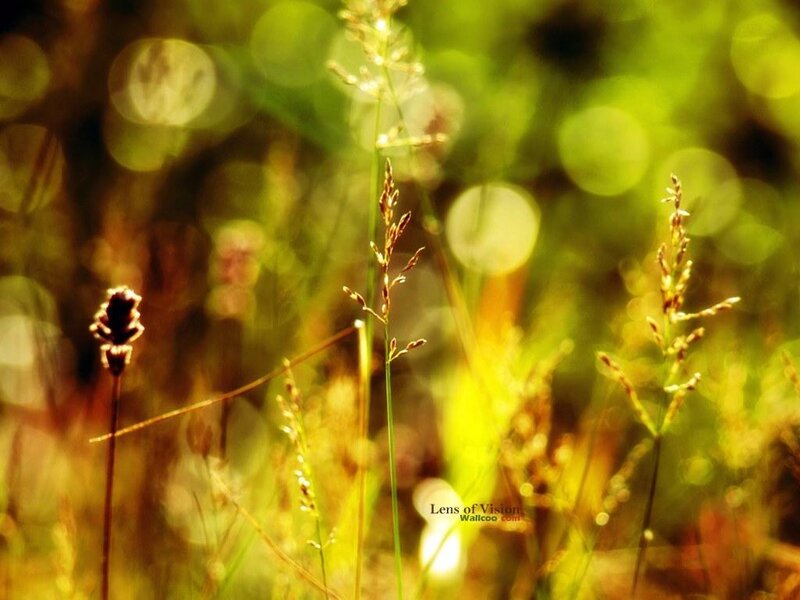 Sunlit grass in a meadow