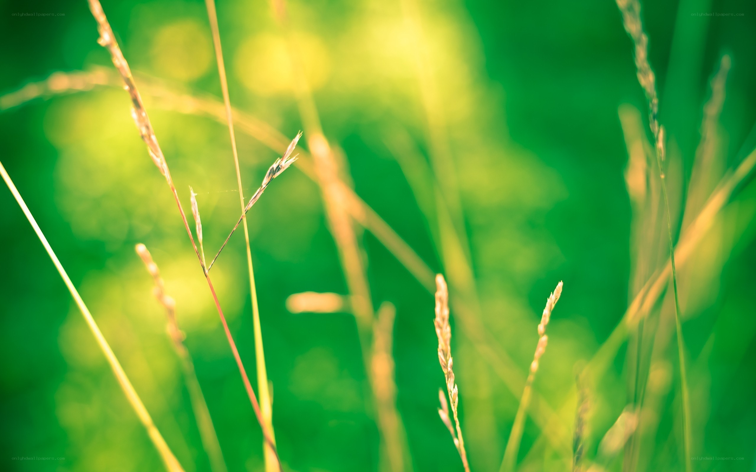 Sunlit grass in a meadow
