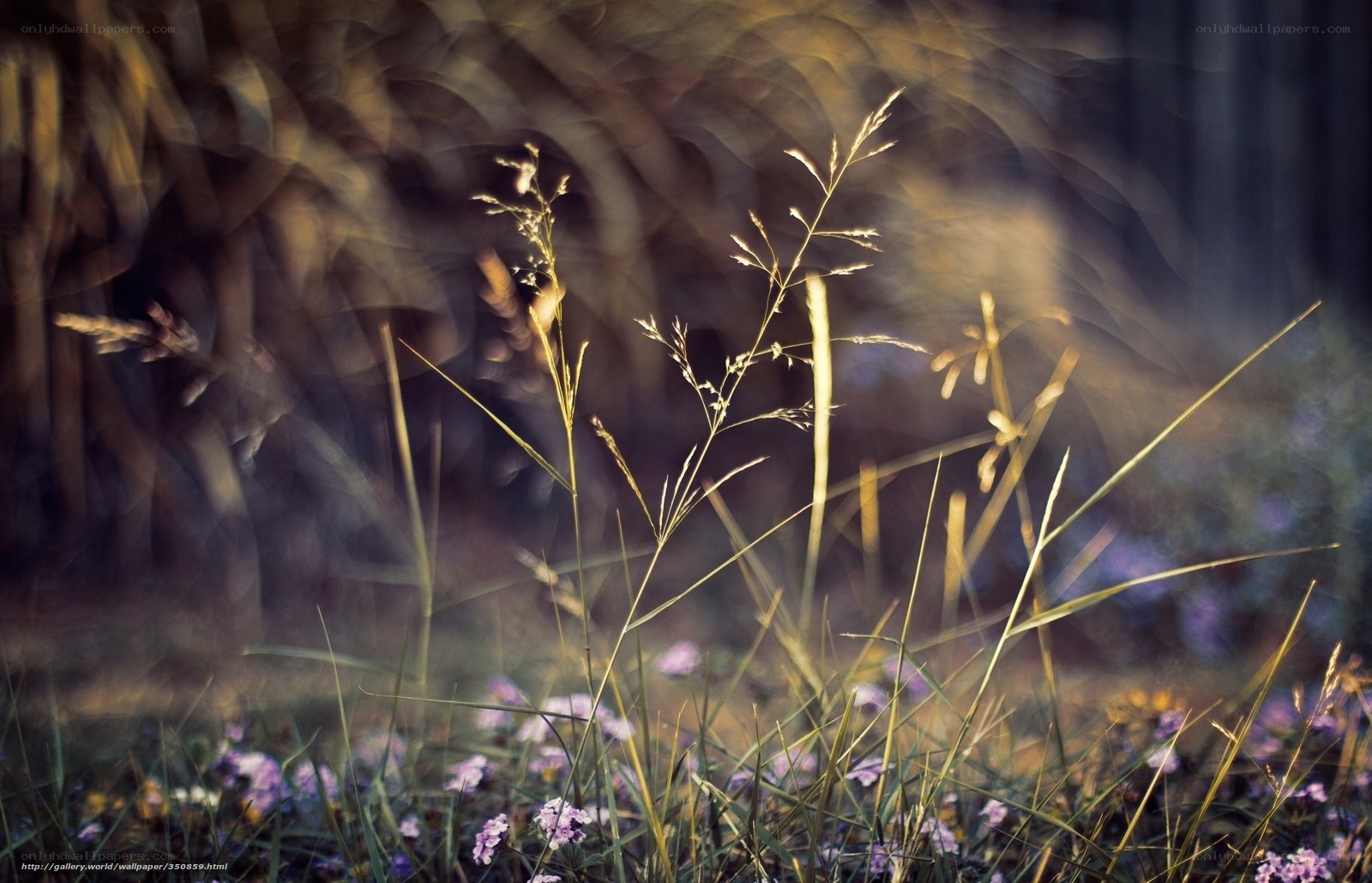 Sunlit grass in a meadow