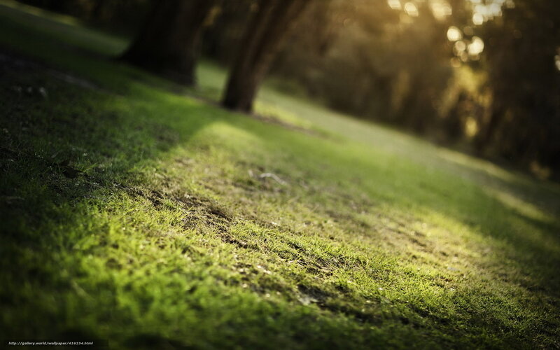 Sunlit grass in a park