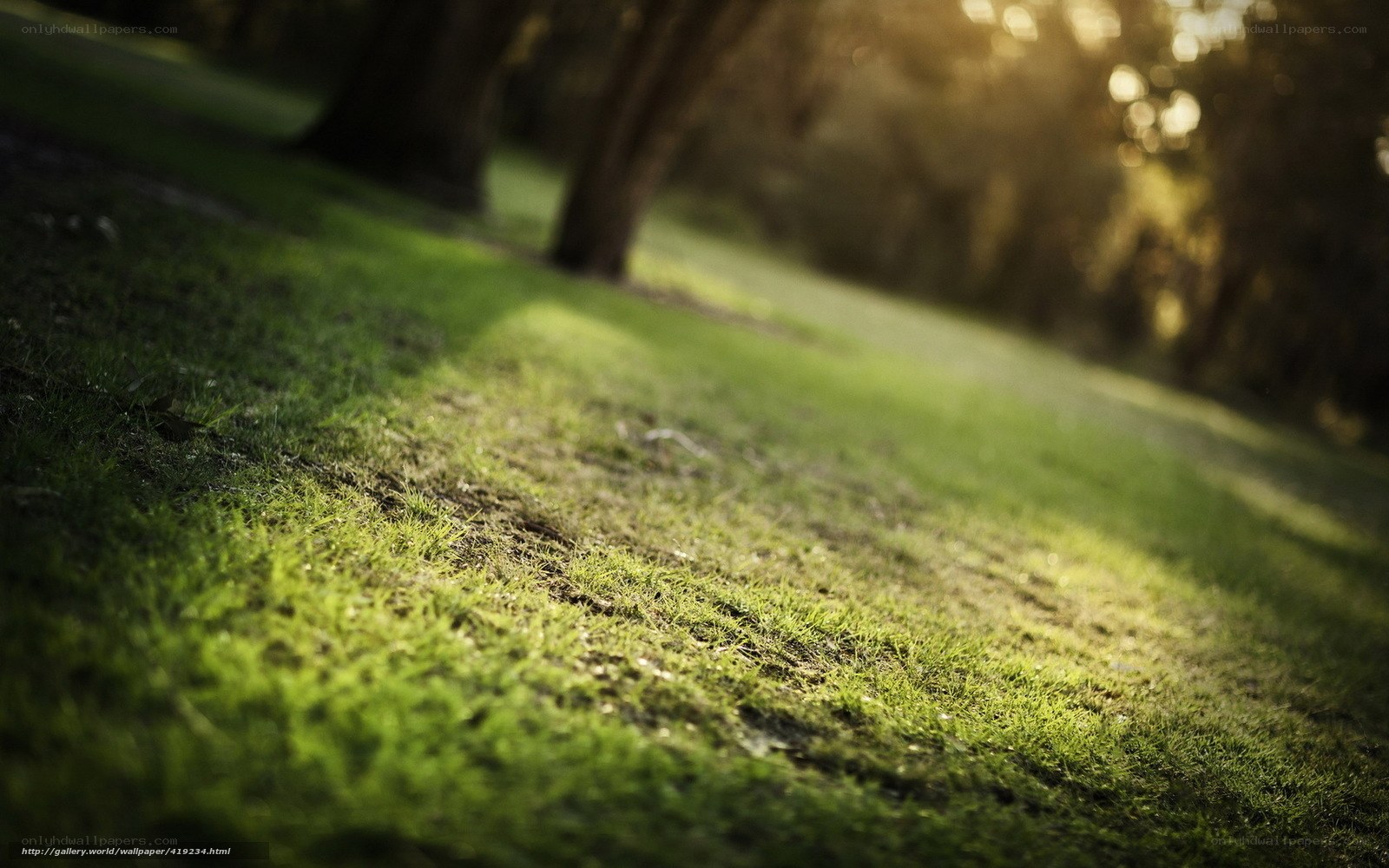 Sunlit grass in a park